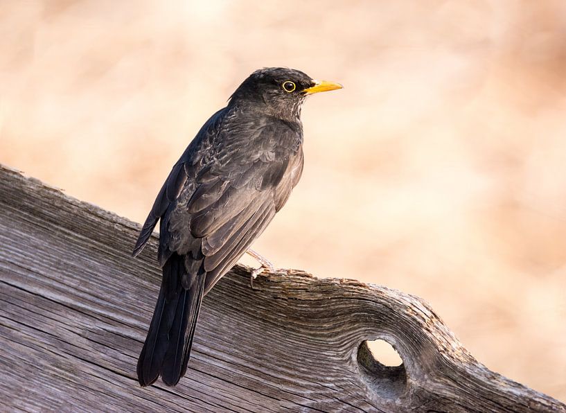 Amsel Weibchen sitzt auf einm Zaun von ManfredFotos