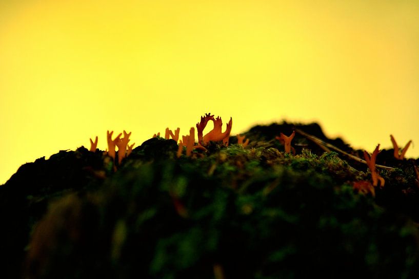 Koraalzwammetjes par Arno-Jan Boere