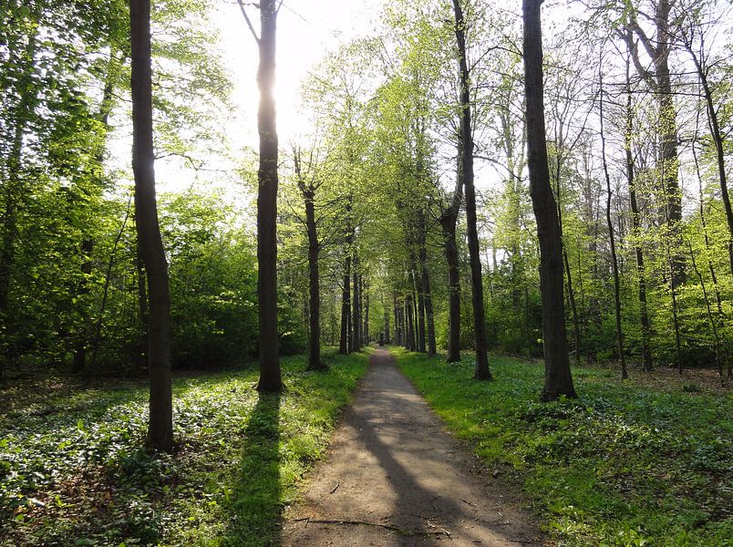 Bospad in de lente von Lotte Veldt