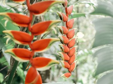 Tropische rode bloem | Heliconia Rostrata | Jungle plant | Bali van Stories by Pien