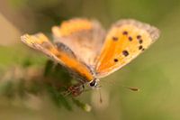 Small copper with green background