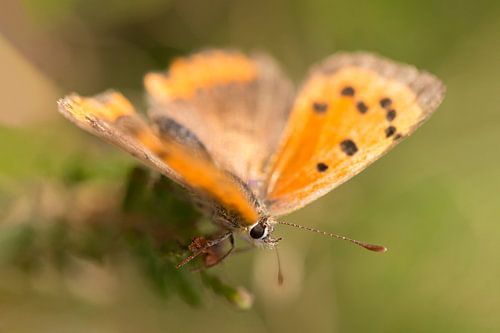 Petite luciole sur fond vert