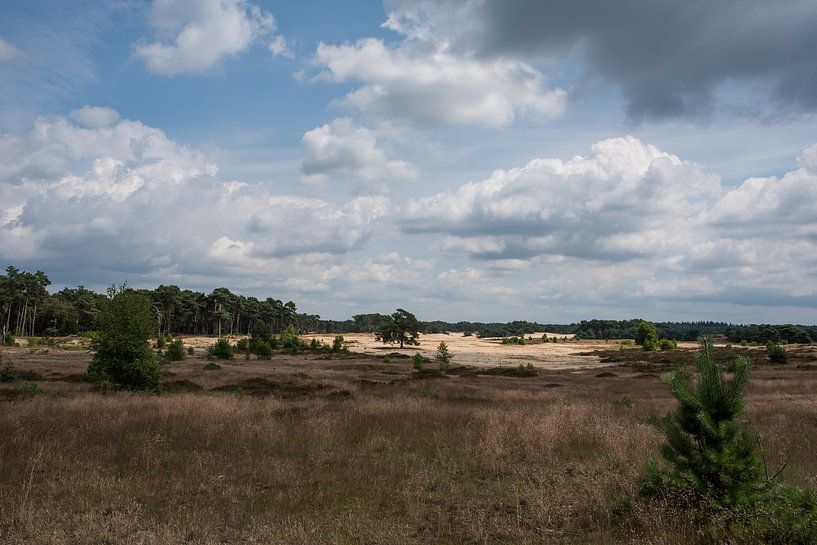Wekeromse Zand by Cilia Brandts