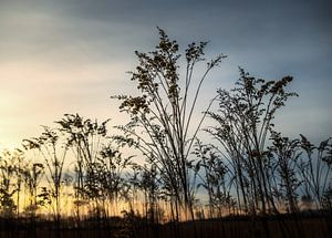 Les roseaux ondulants dans la lueur du soir