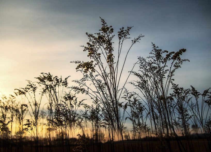 Wuivend riet in de avondgloed van Truus Nijland