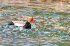 The red-crested pochard by Merijn Loch