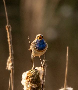 Blauwborst in het riet. van Wouter Van der Zwan