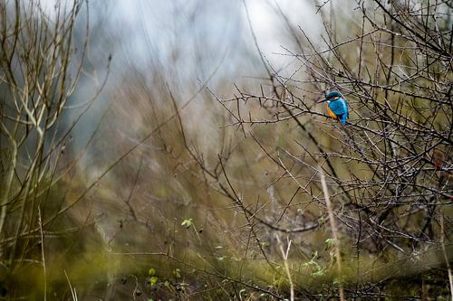 IJsvogel