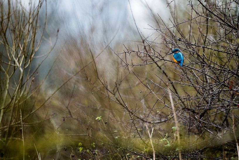Kingfisher by Danny Slijfer Natuurfotografie
