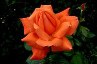 Orange rose