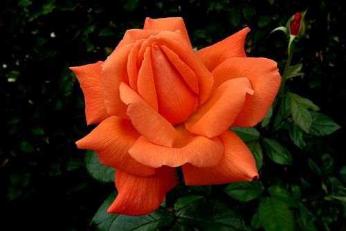 Orange rose