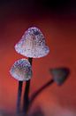 Paddenstoelen met zand met egale achtergrond, herfst, Surae, Dorst, Oosterhout, Noord-Brabant, Neder van Ad Huijben thumbnail