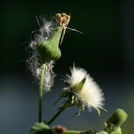 Dandelion by Lynn van Baaren