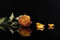 Gestrichelte gelbe Rose