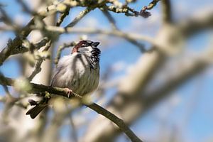 Huismus mannetje (Passer domesticus), klein vogeltje van de familie Passeridae zittend in een boom, 