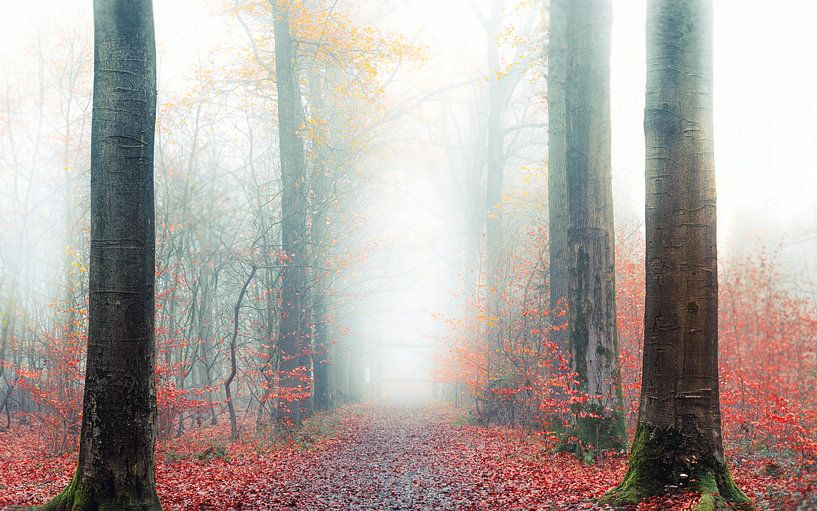 Marcher dans la brume par Wim van D