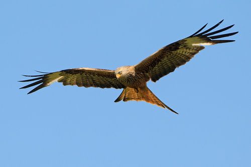 Rode Wouw in vlucht in Engeland