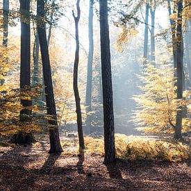 Zonnestralen door het herfstbos by Robert de Jong