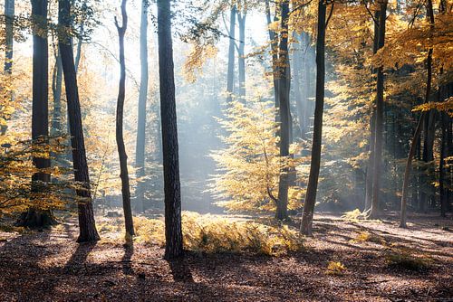 Zonnestralen door het herfstbos