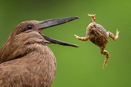 Hamerkop tossing with a toad