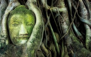 Boeddha hoofd in boom (Thailand) van Giovanni della Primavera
