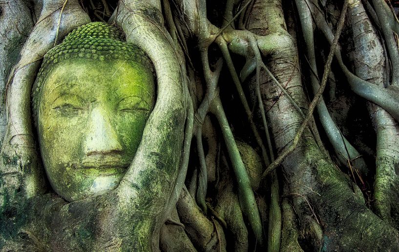 Tête de Bouddha dans un arbre (Thaïlande) par Giovanni della Primavera