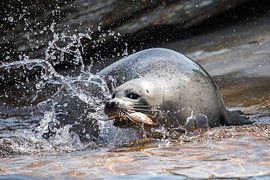 Fischfang by Bojan Radisavljevic