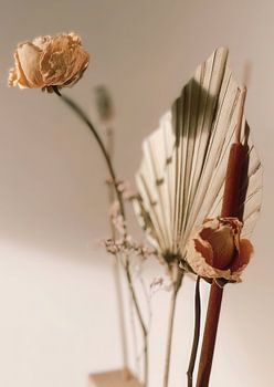 Trockene Blumen in der Morgensonne Fotografie