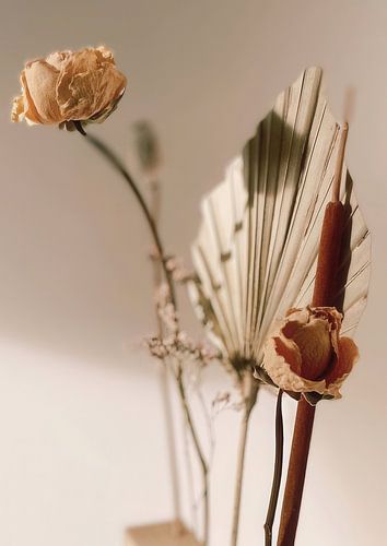 Dry flowers in morning sun photography