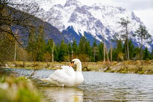 A swan along the Isar River with alpine mountains in the background.