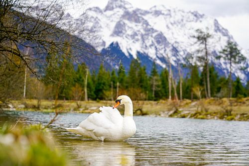 Een zwaan langs de rivier de Isar met de Alpen op de achtergrond.