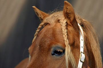 Shetland-mare