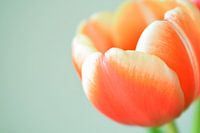 Oranje tulp II