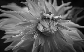 Between Flowers and the Sea – Nature in Abstraction