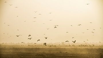 Vogels in de mist