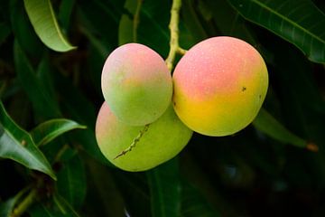 Fresh mangos sur Frank's Awesome Travels