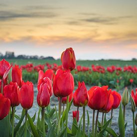 Prachtig rood tulpenveld in Friesland van Goffe Jensma