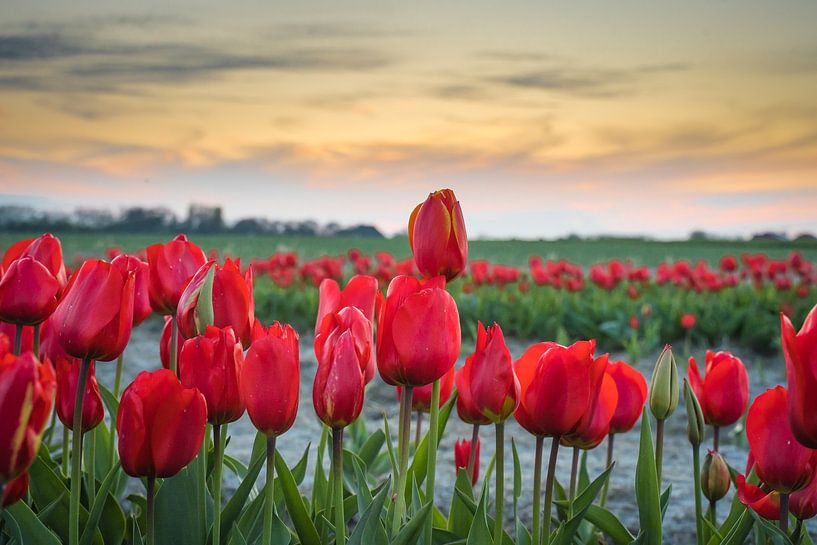 Schönes rotes Tulpenfeld in Friesland von Goffe Jensma