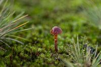 Kleine paddenstoel midden in het mos