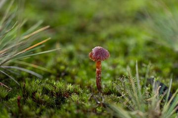 Kleine paddenstoel midden in het mos van Arendina Methorst