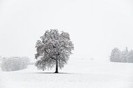 Solitary Tree in a Snow-Covered Winter Landscape by José IJedema thumbnail