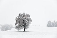 Solitary Tree in a Snow-Covered Winter Landscape