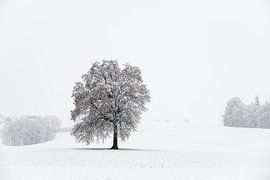 Ein verschneiter, einsamer Baum von José IJedema