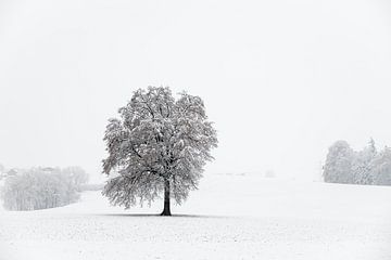 Eenzame boom in een besneeuwd winterlandschap van José IJedema