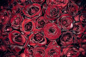 Roses rouges sur Steffen Gierok