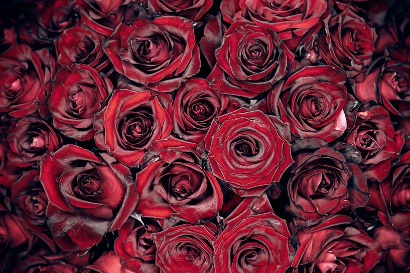 Red Roses by Steffen Gierok