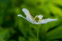 Witte bloem.