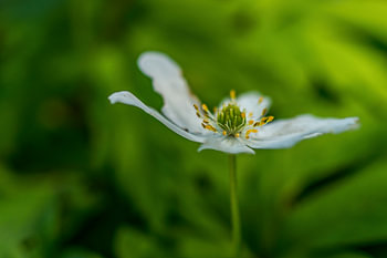 Fleur blanche.