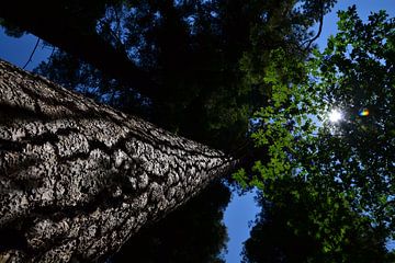 Sequoia van Wessel Smit