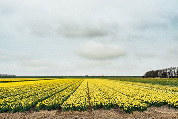 Texel IV van Steven Goovaerts